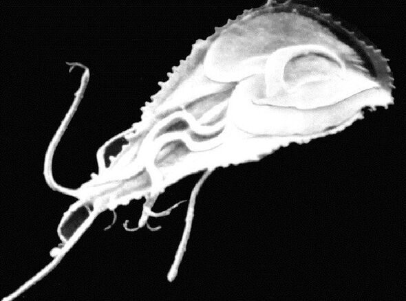 Giardia kamçılı bir protozoon parazittir. 